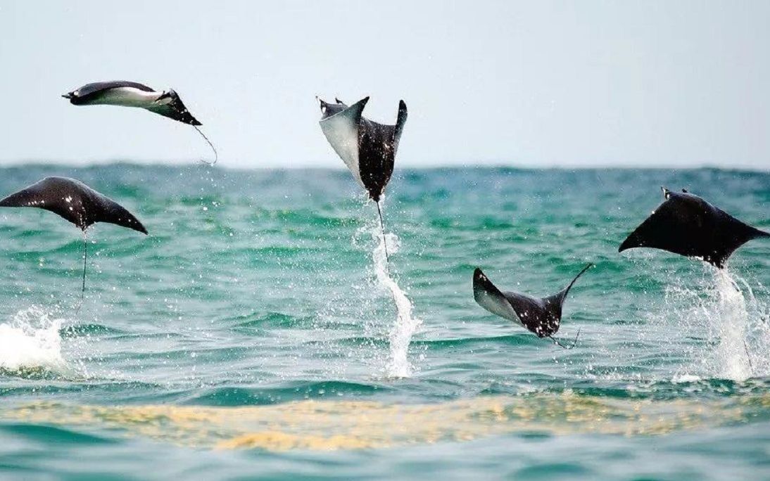 【精彩片段】蝠鲼群的狩猎!海中蝙蝠们的相互协作!