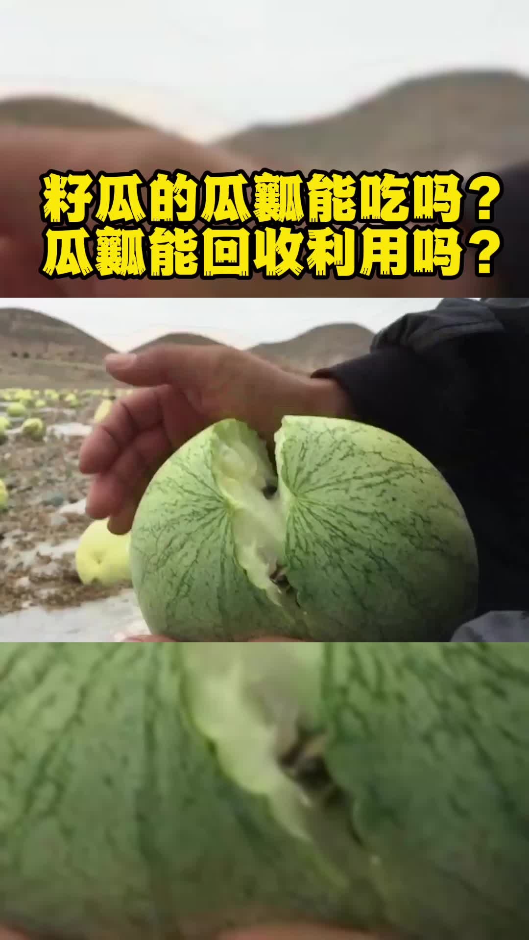 籽瓜的瓜瓤能吃吗?瓜瓤能回收利用吗?哔哩哔哩bilibili