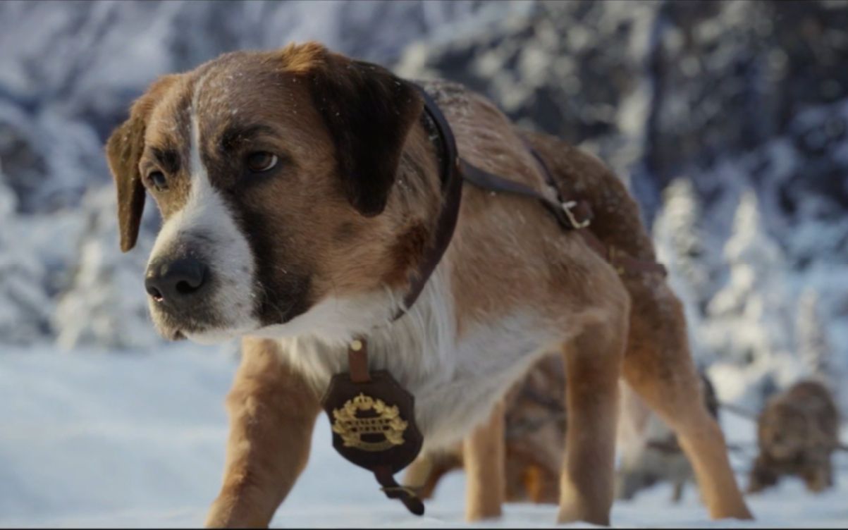 雪橇犬巴克是什么狗图片