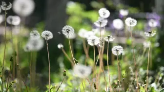 下载视频: 【空镜素材】蒲公英在飞行~穿过这迷雾，锁定你！