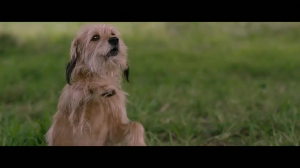 神探狗笨吉benji呆萌狗狗逆袭成为神探狗