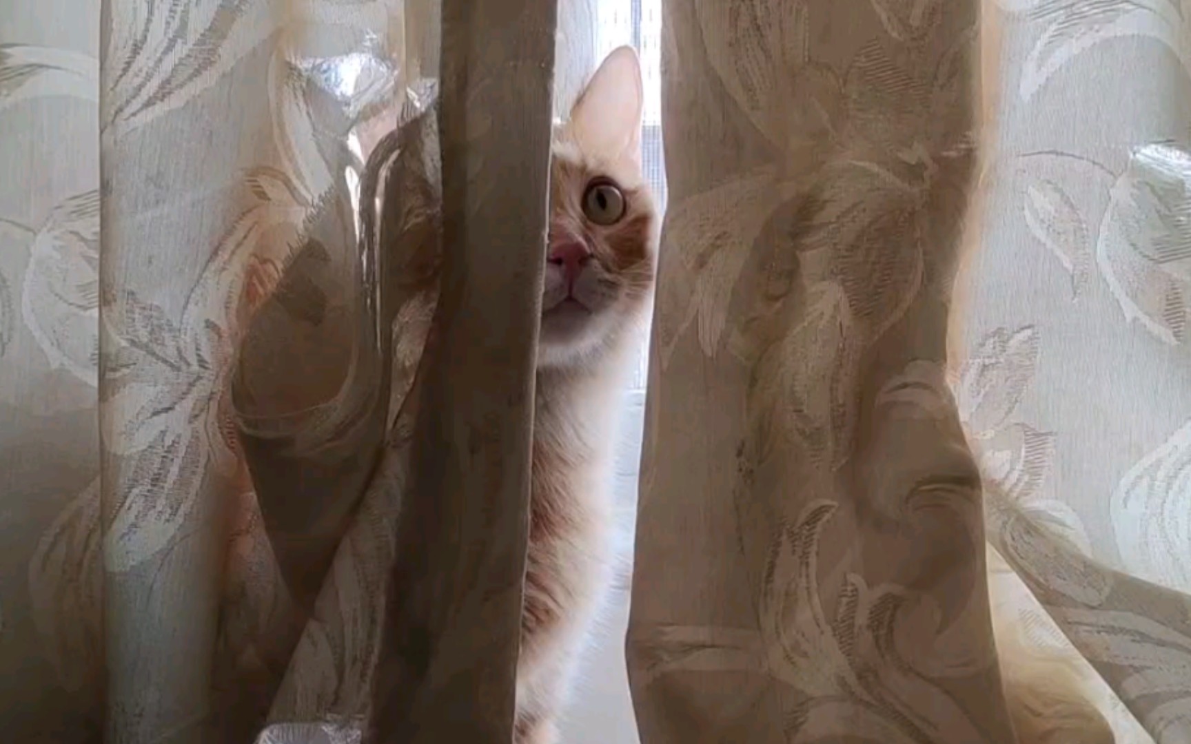 吴肥肥所以说窗帘为什么这么烂