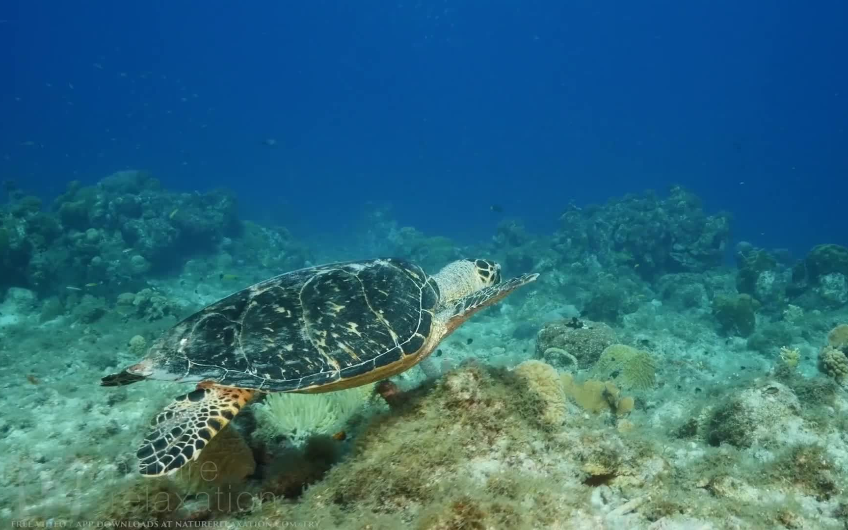 [图]海龟的日常放松