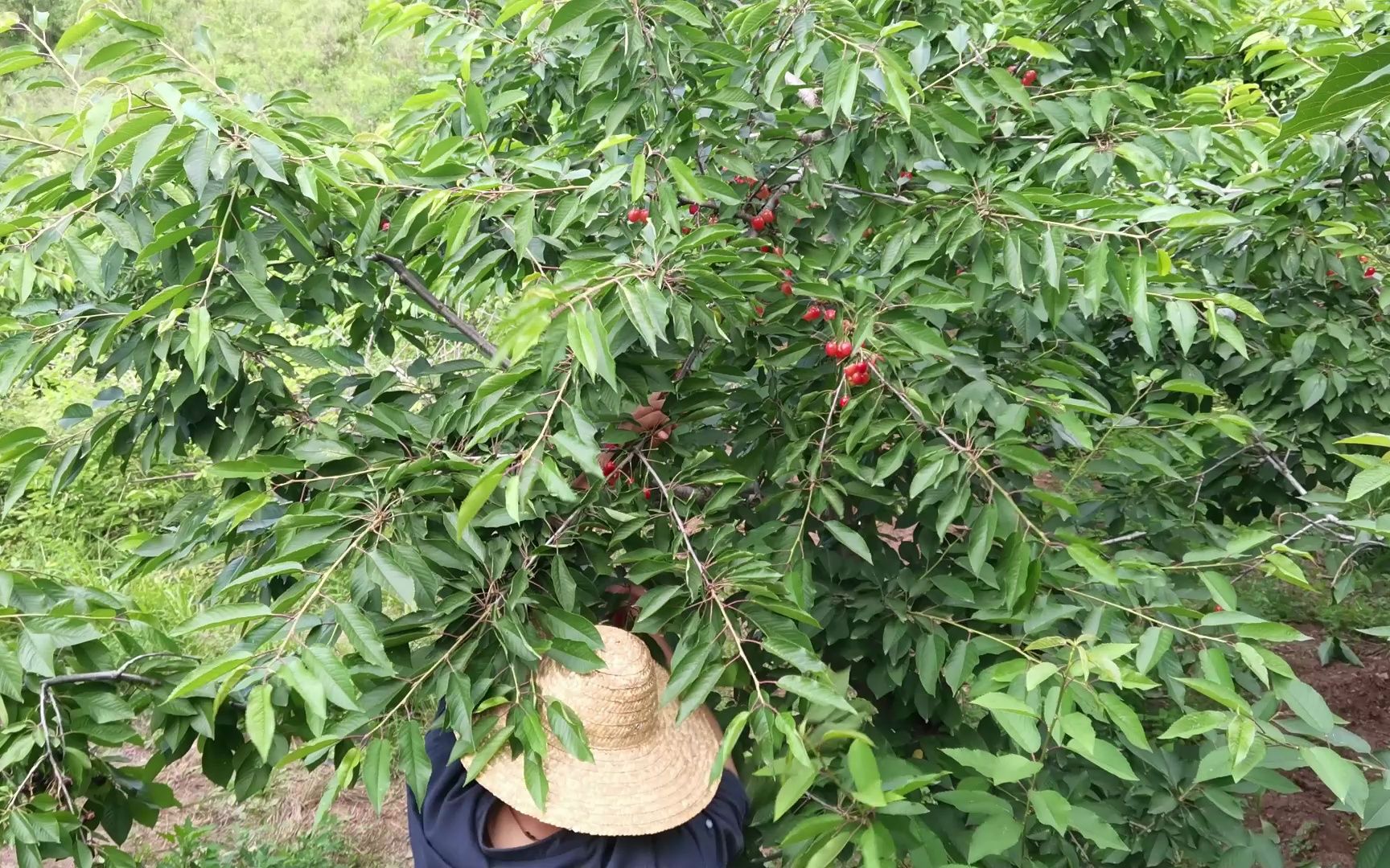 青木山社跑步豬,吃的是山珍海味,喝的是瓊漿玉液.