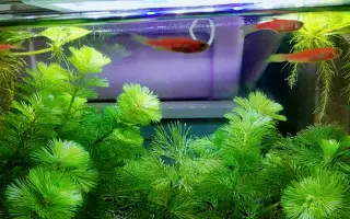 Led水草灯 搜索结果 哔哩哔哩 Bilibili