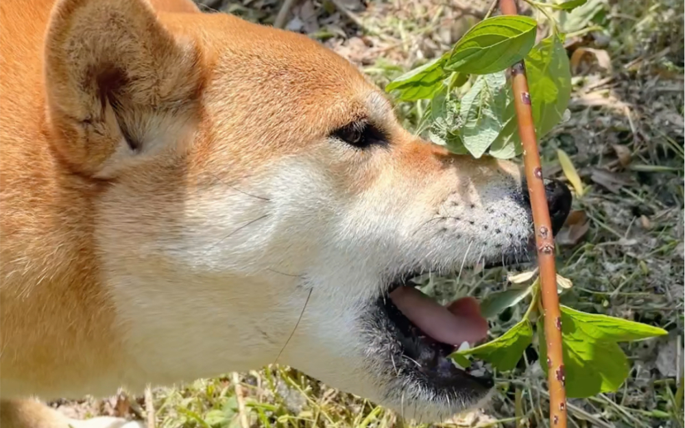 小狗给自己找草药吃啦!哔哩哔哩bilibili