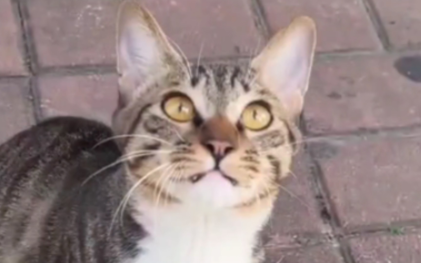 白手套白围巾狸花猫,太可爱了