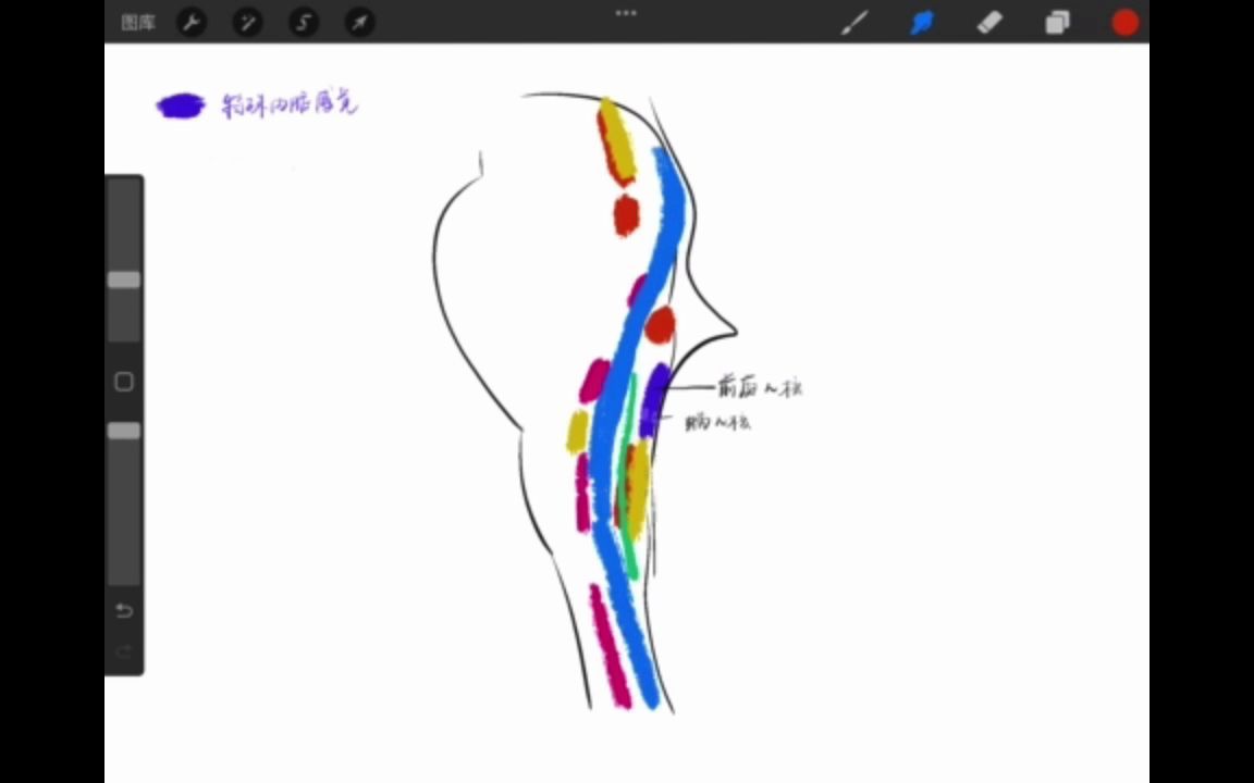 [系统解剖学]绘图讲解作业|脑干中的脑神经核orzz哔哩哔哩bilibili