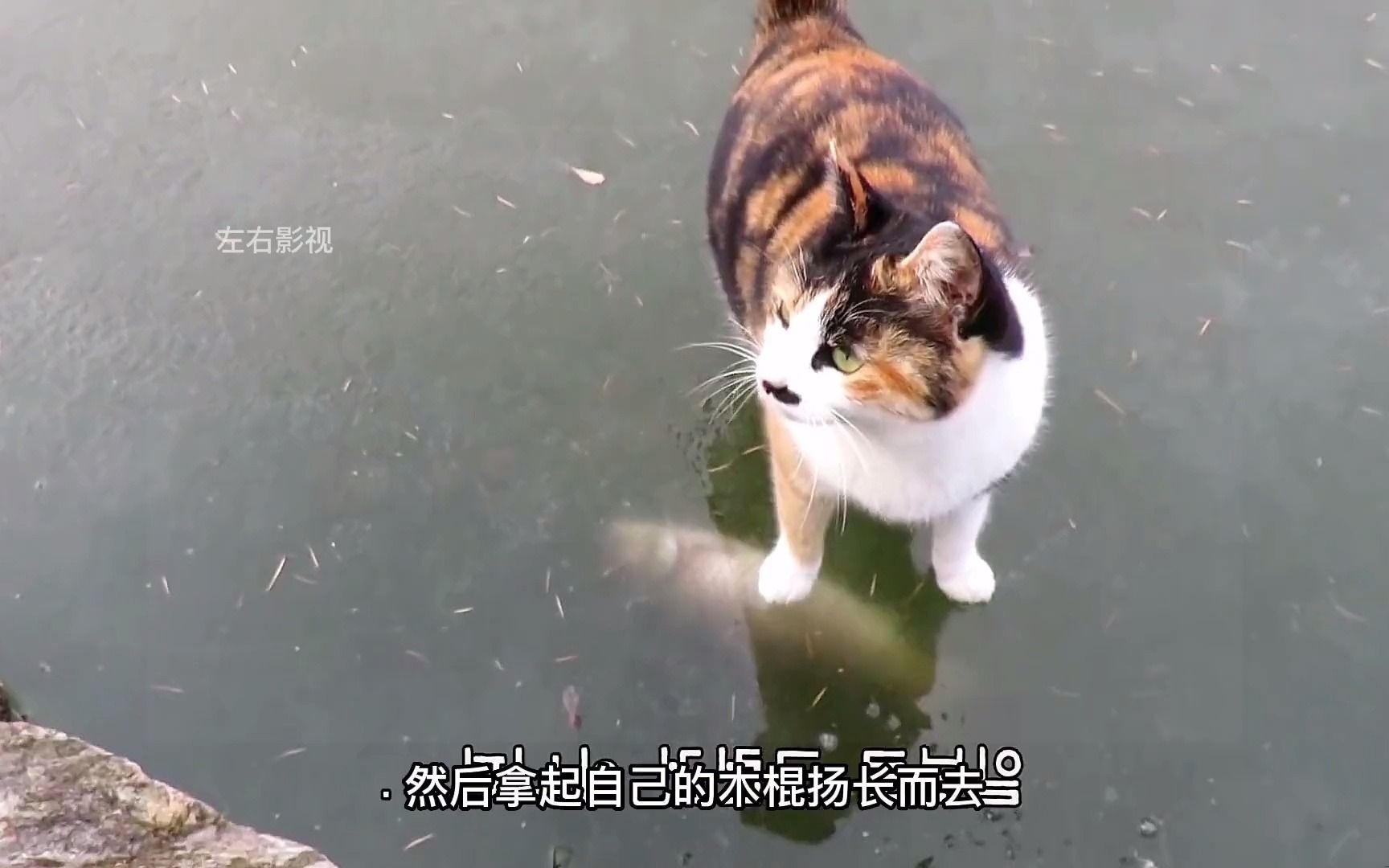 花猫恳求主人破冰抓鱼,没想到主人的做法,让花猫一顿痛骂哔哩哔哩bilibili