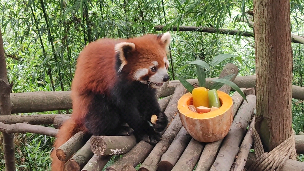 容桂超级熊猫图片