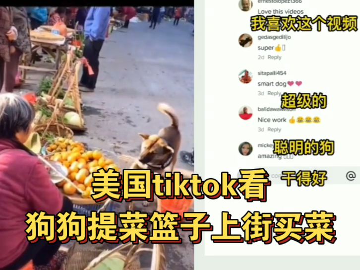 美国tiktok转发抖音狗狗提菜篮子上街买菜,火爆外网,老外求抱养哔哩哔哩bilibili