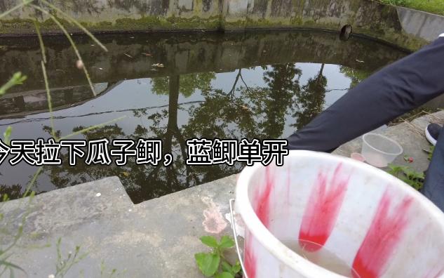 0926小物钓瓜子鲫补发,蓝鲫真香哔哩哔哩bilibili