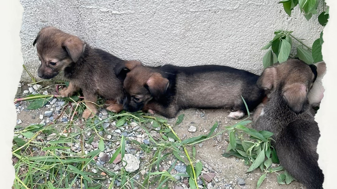 无锡堰桥流浪狗幼崽求救助领养,小狗都躲在垃圾桶下,两天没吃过东西喝