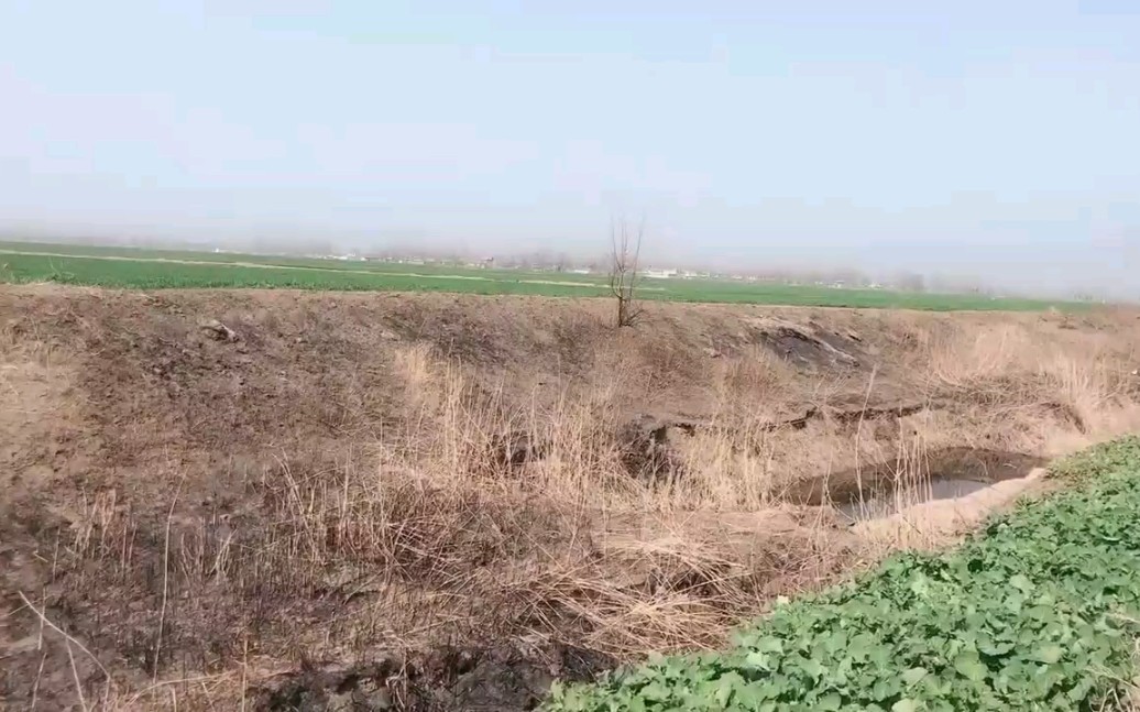 [图]农村姑娘下地挖野菜，这种野菜蒸着吃可好吃了，你们吃过吗