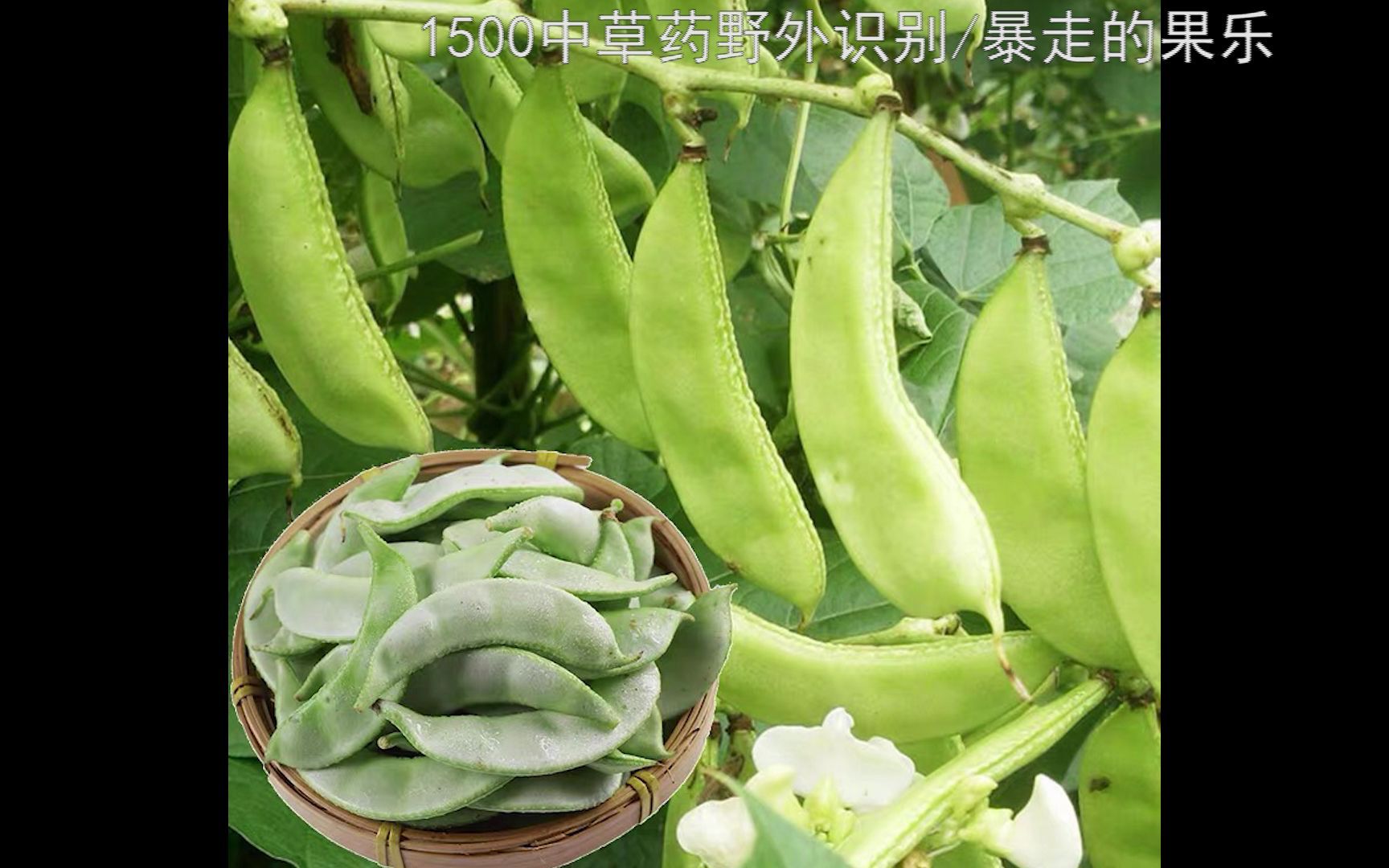 [图]14期 1500种中草药野外识别-扁豆