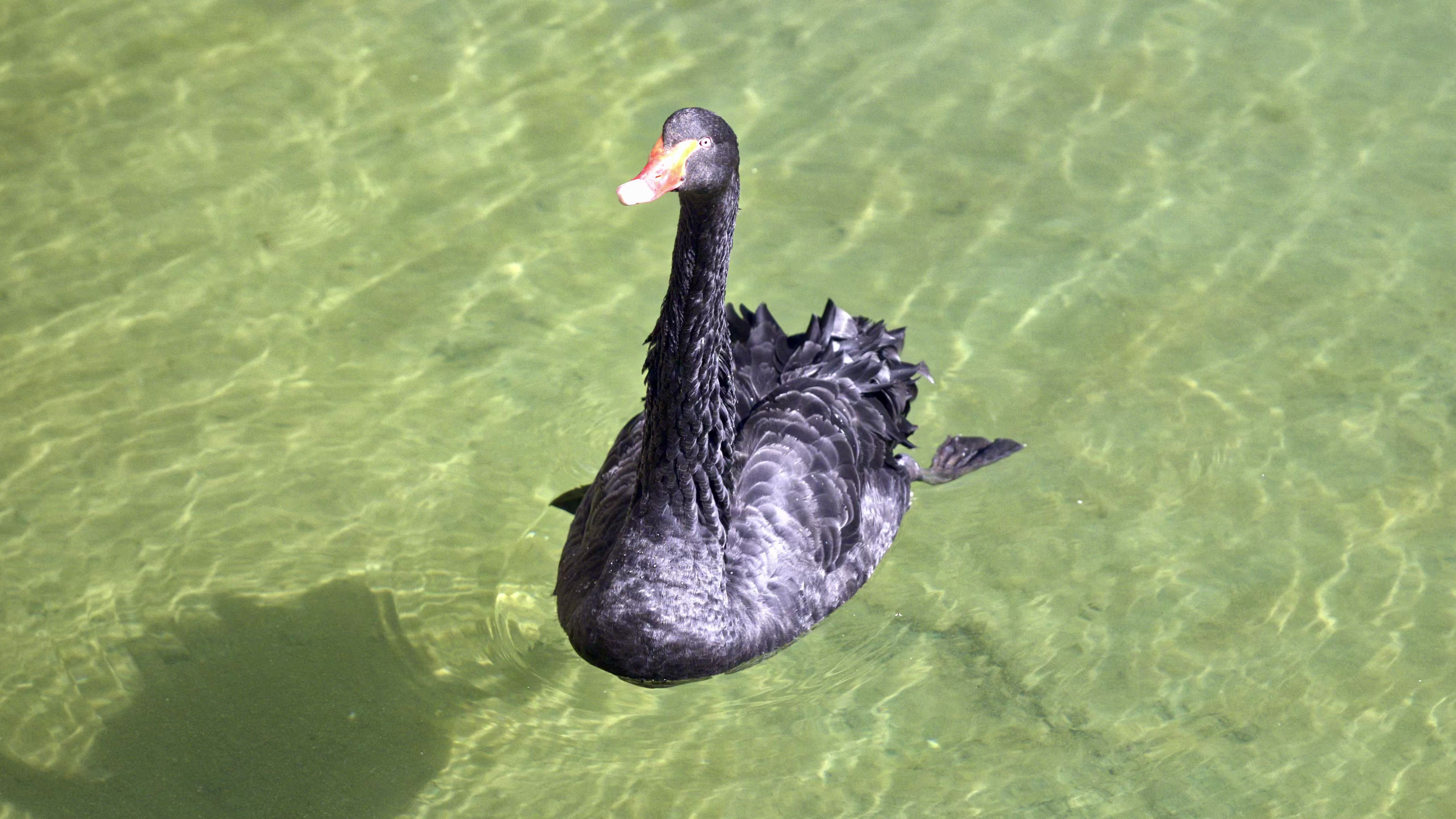 颐和园等待投喂的黑天鹅
