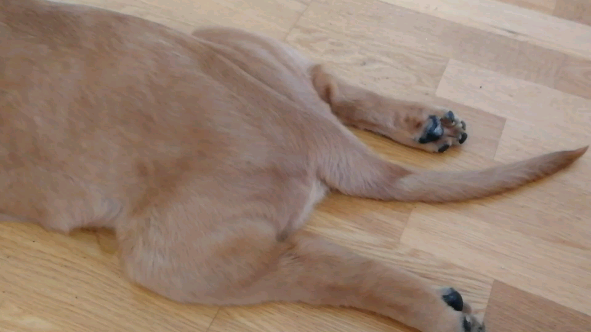 金毛今天第一次板鸭趴