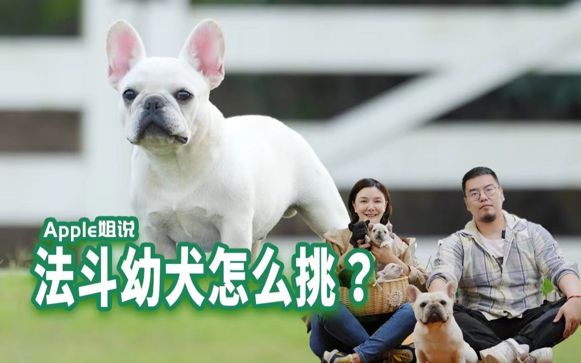 [图]法斗幼犬怎么挑？