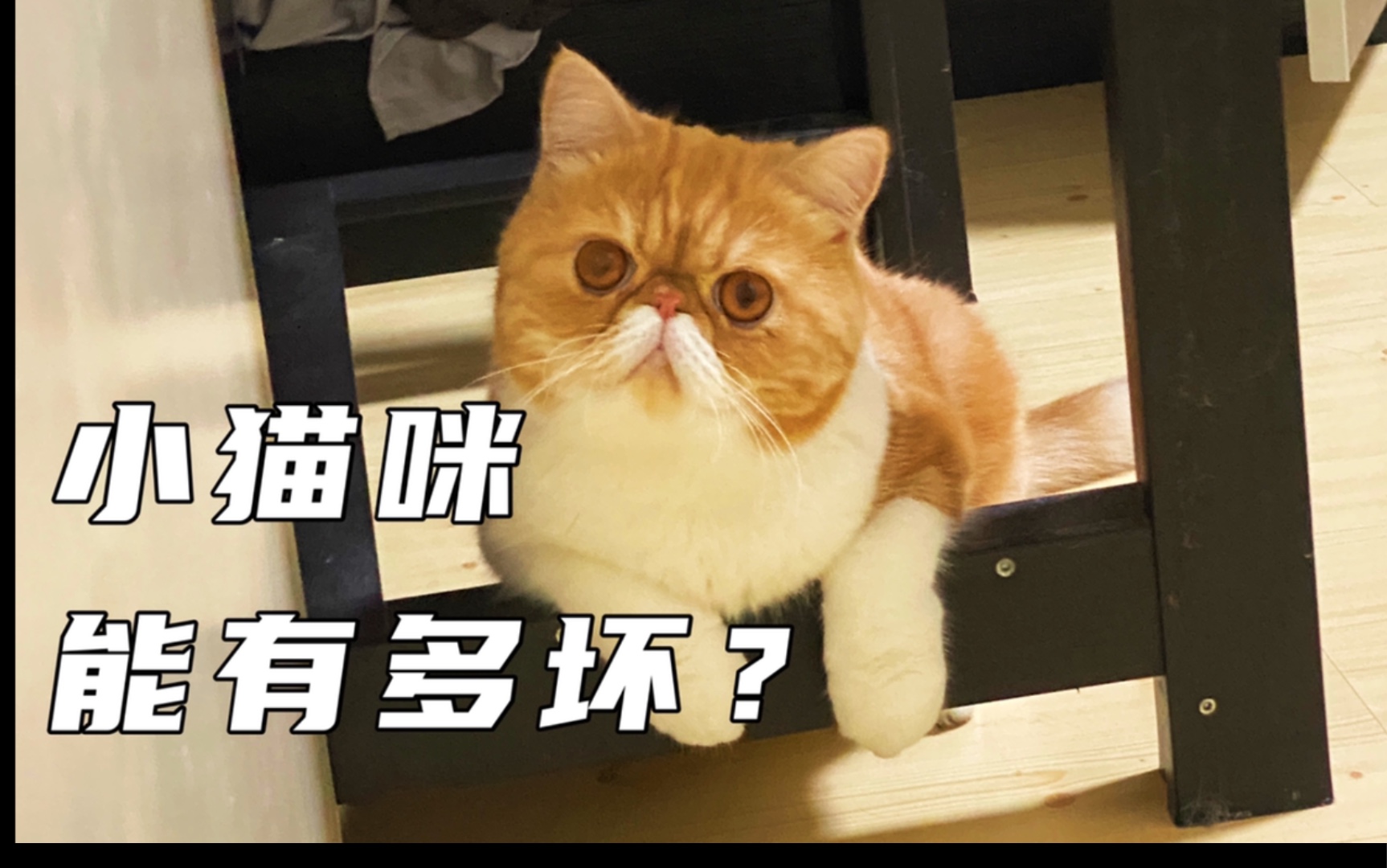 活动  小猫咪能有多坏?腹黑的momo出现了