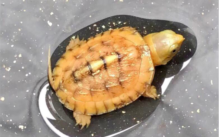 变异黄化小青龟_哔哩哔哩_bilibili