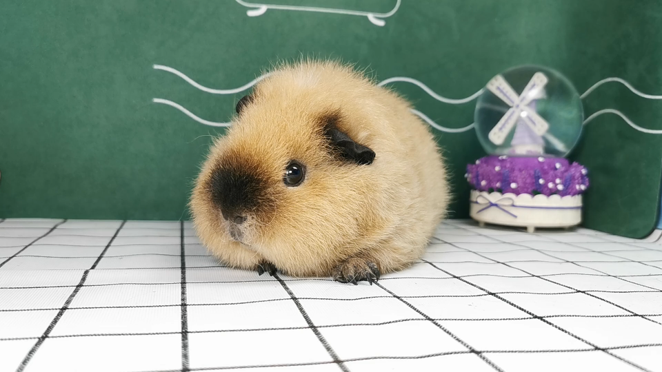 【荷兰猪】奶黄美国泰迪加州特写