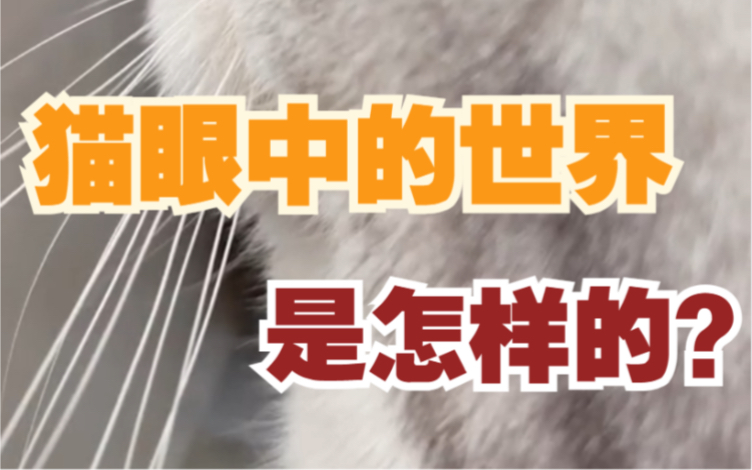 [图]想知道小猫眼中的世界是怎样的吗？