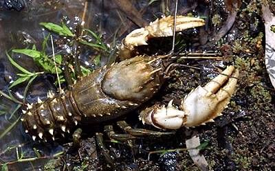 水下摄影澳洲墨累河刺鳌虾