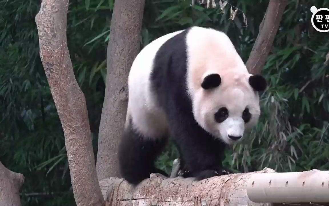 20230722 爱宝乐园 熊猫世界 panda word 甜甜蜜蜜 福宝 乐宝 爱宝
