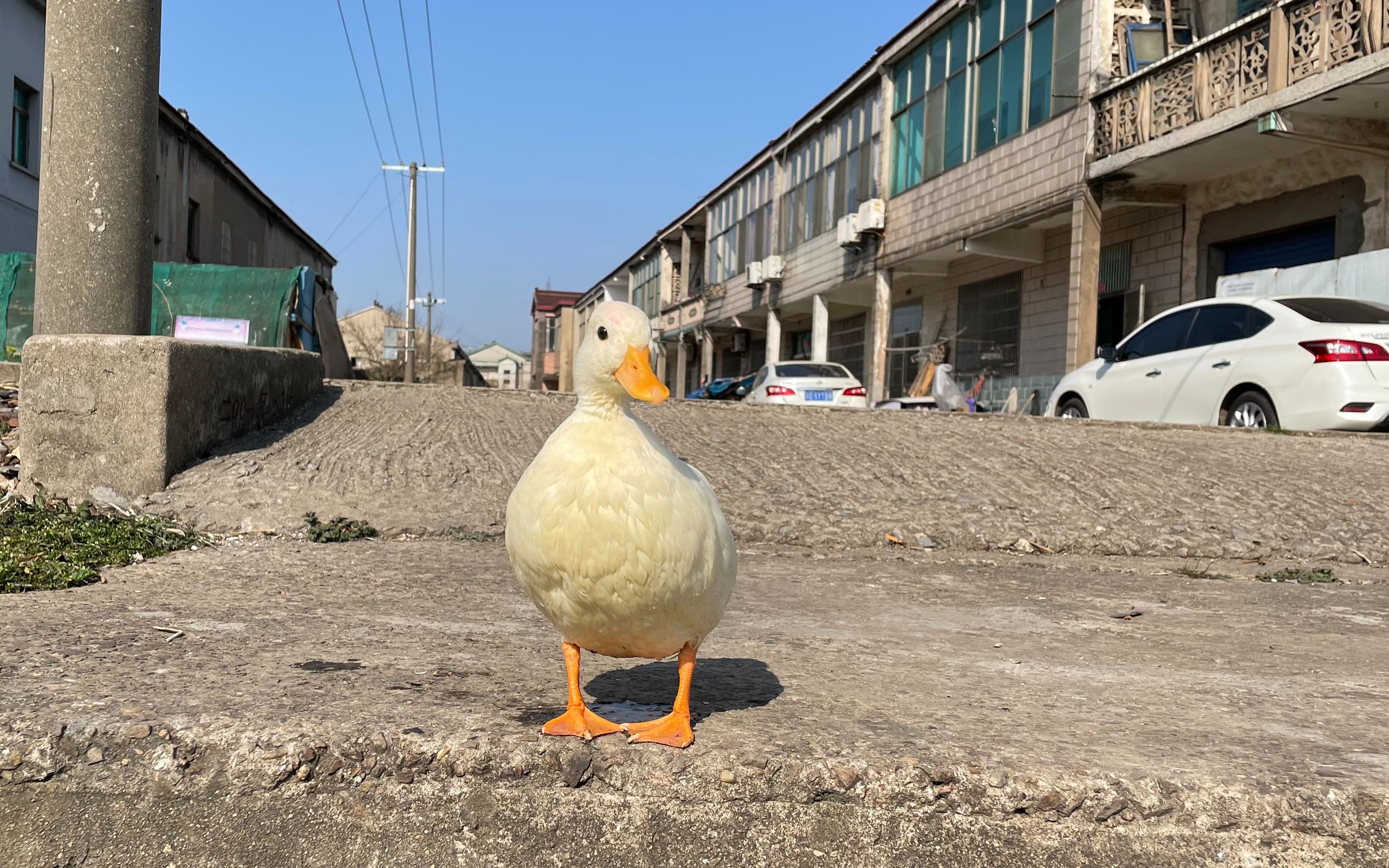 小白鸭放乡下半个月变成了小黄鸭带它在河里洗了半小时