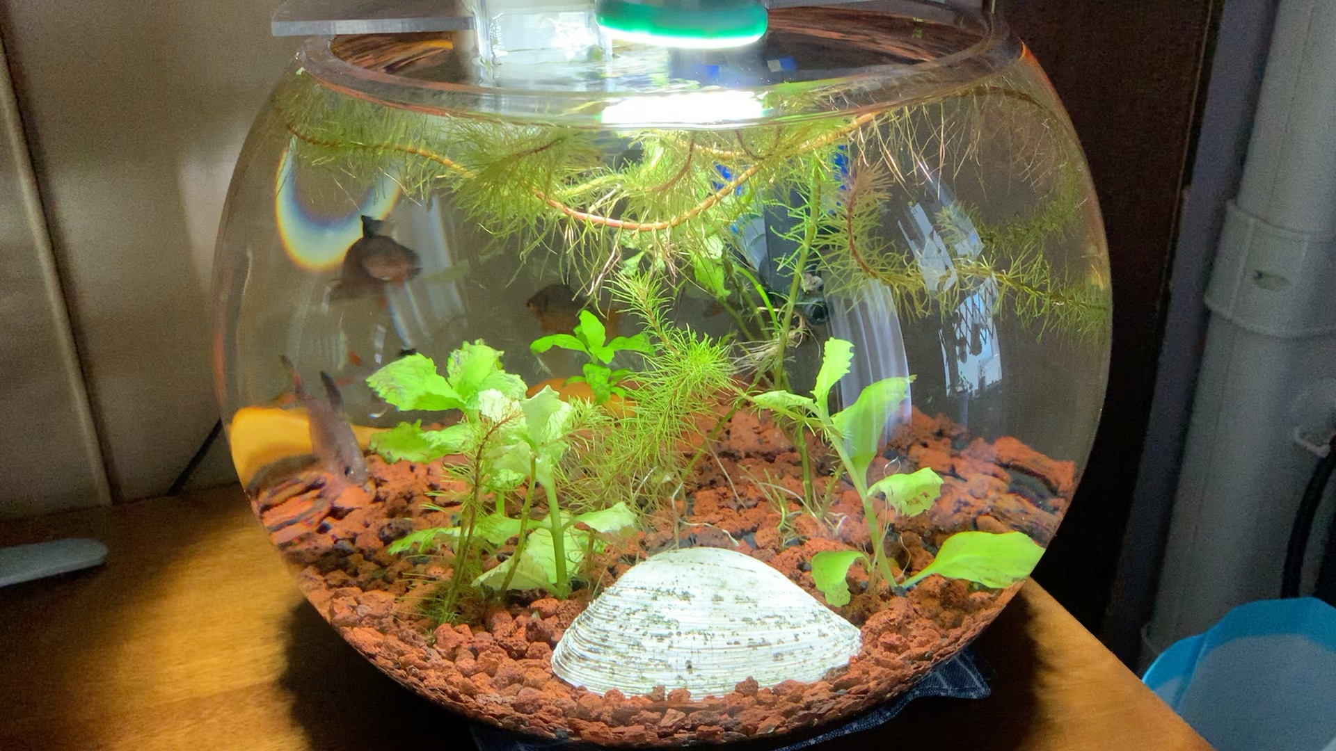 三年圆形草缸 打扫干净重新来过 小翻缸