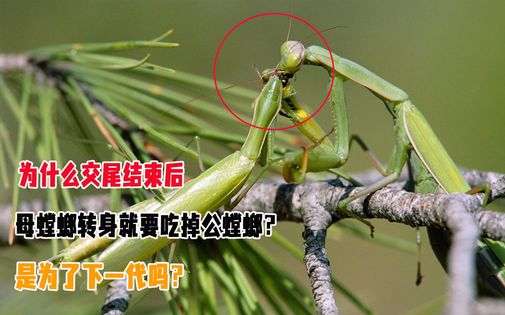 为什么交尾结束后,母螳螂转身就要吃掉公螳螂?是为了下一代吗?