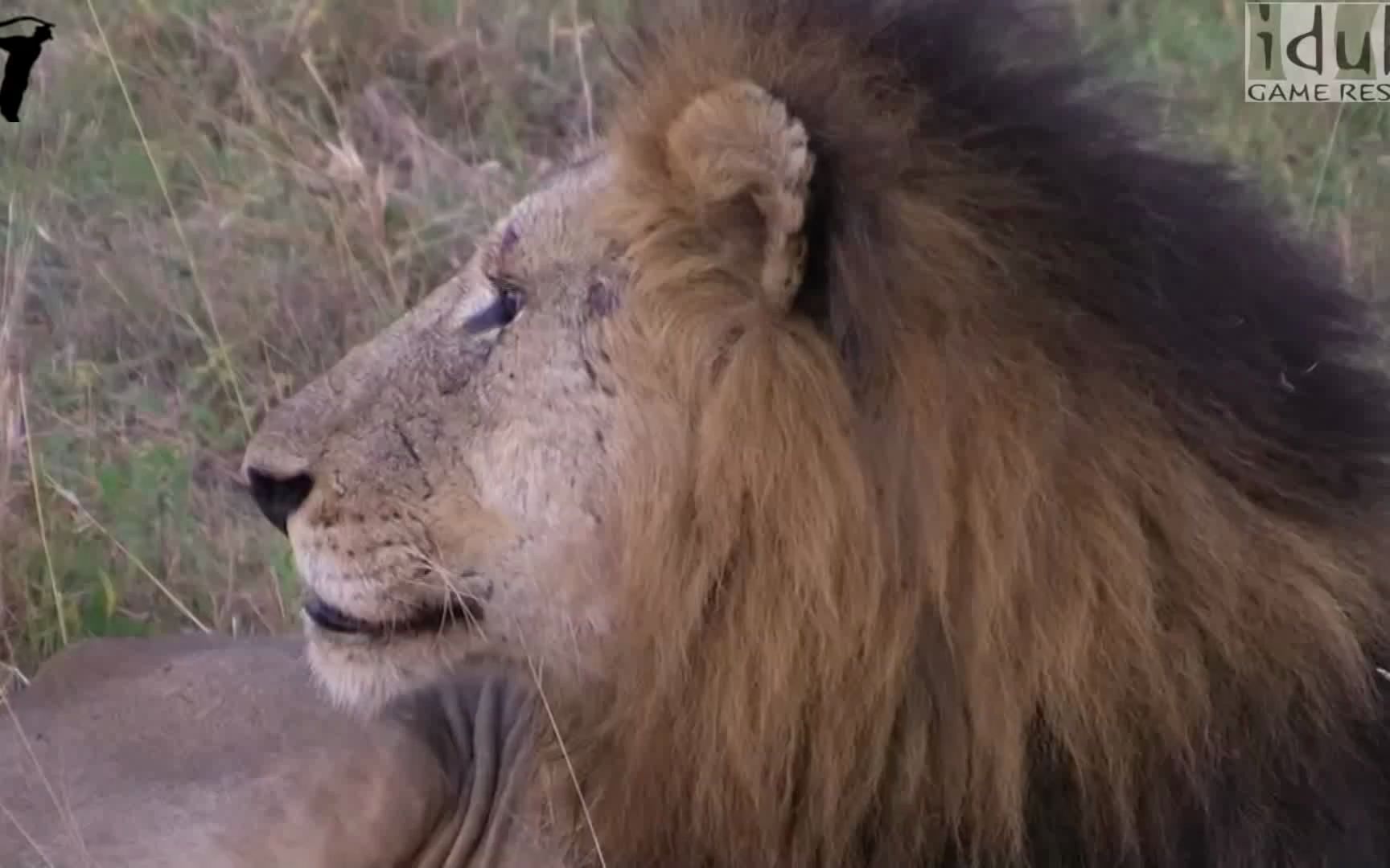 坏男孩雄狮老大马库鲁咆哮宣示领地并联系兄弟们