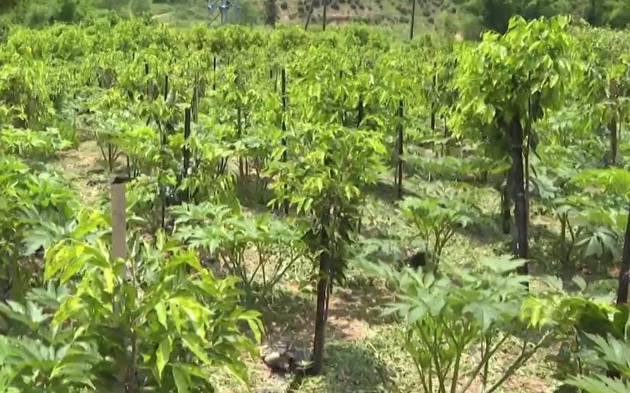 神奇植物明日叶在高明试种成功