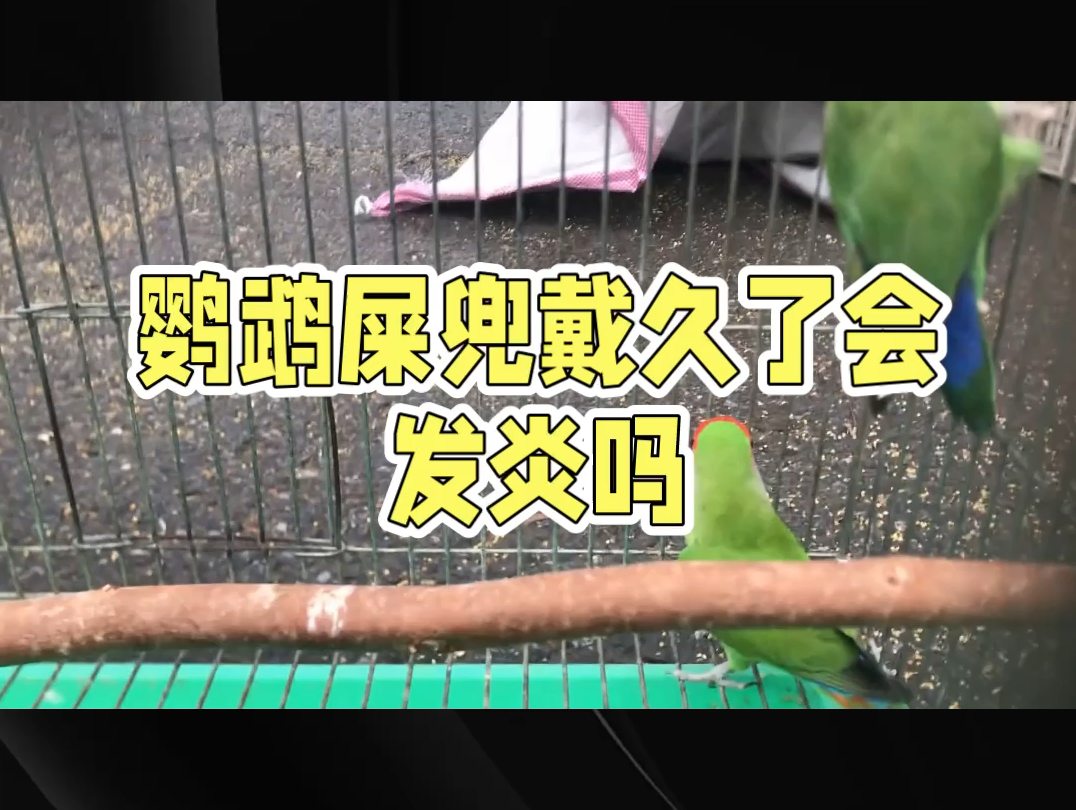 鹦鹉带的屎兜时间过长,过紧,会导致屁股发炎哦