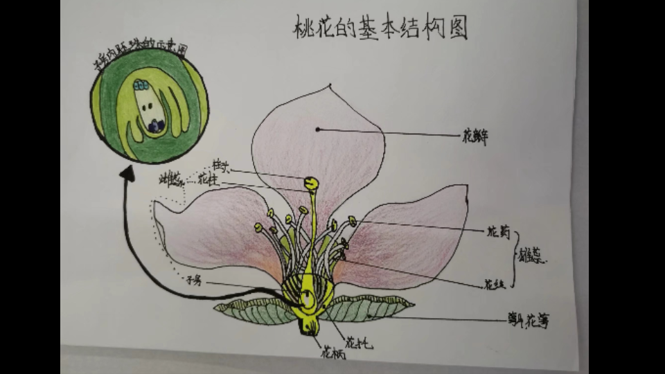 桃花种子结构图图片