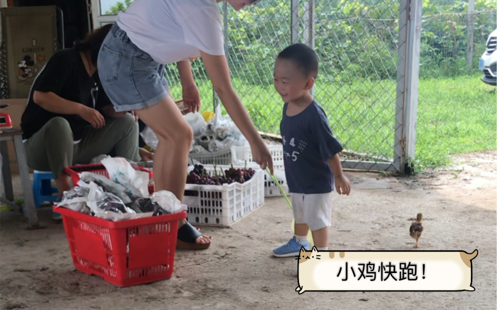 残忍!母子两人竟然虐待小鸡仔儿!哔哩哔哩bilibili