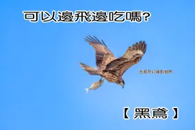 Download Video: 今天用RF800拍到了【黑鳶】