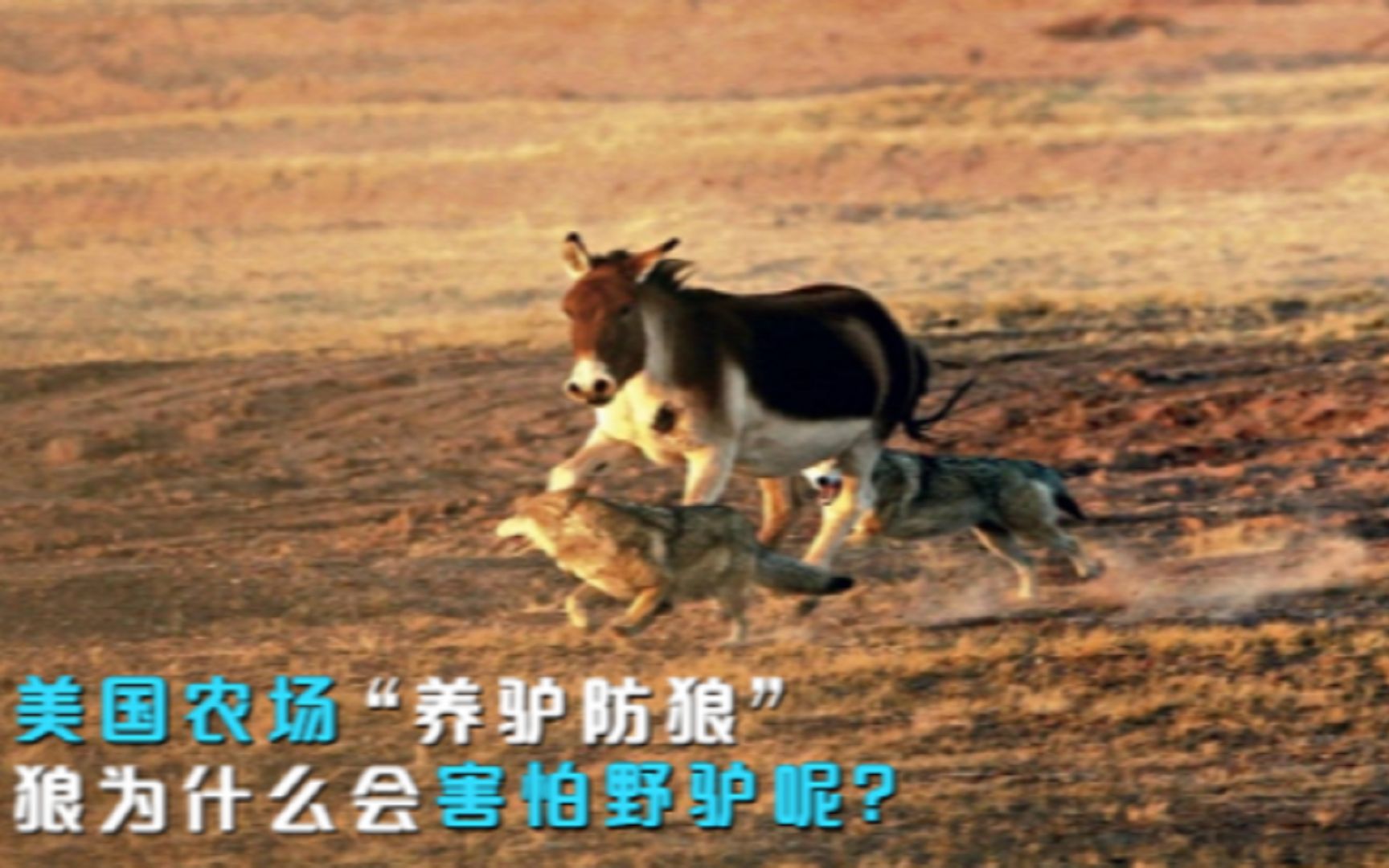 活动 美国农场"养驴防狼,驴是狼的克星吗?狼为什么会害怕野驴呢?