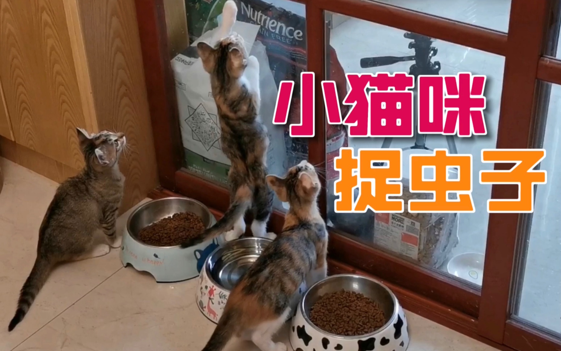 猫咪捉虫的技能是从小就有的本能哔哩哔哩bilibili