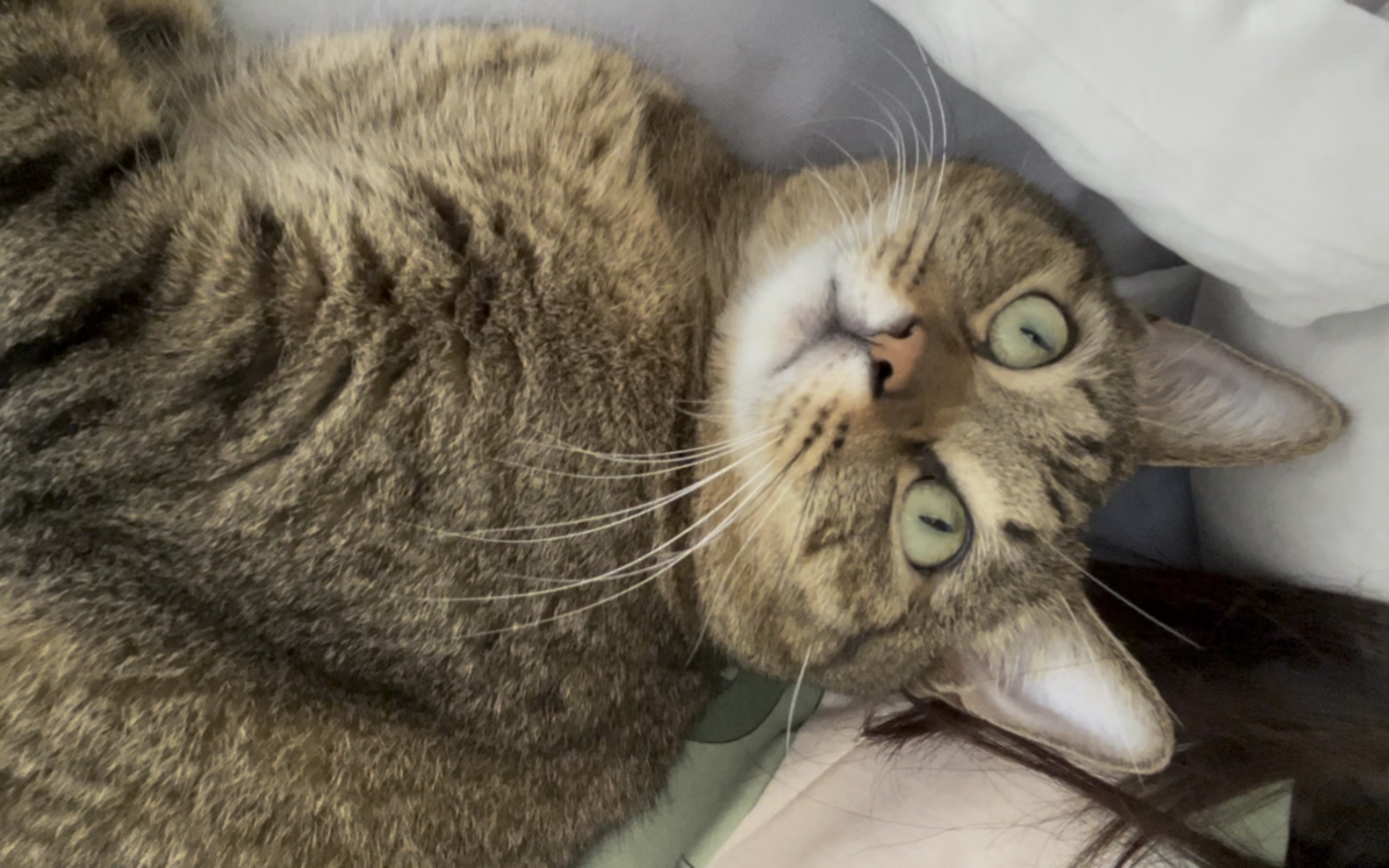 穷凶极恶的卷宝