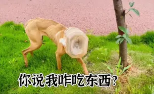 Descargar video: 狗头套了个塑料瓶，都快活活饿死狗子了！