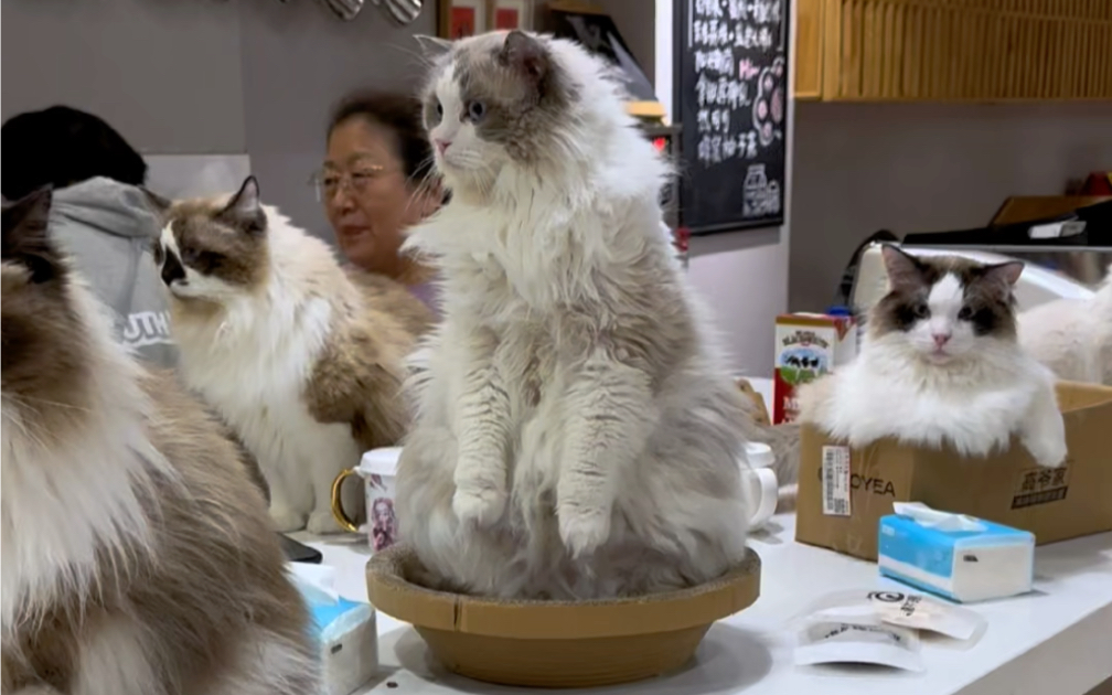 为什么猫咖里的傻猫这么多？-猫不理咖啡-猫不理咖啡-哔哩哔哩视频
