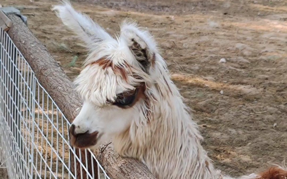 怎么会有这么帅的羊驼呀