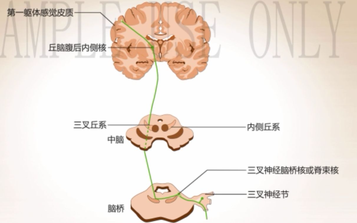 4分钟学会脑部四大重要丘系! 【医学】系统解剖学 内侧丘系 三叉丘系 外侧丘系 脊髓丘系哔哩哔哩bilibili