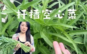 Télécharger la video: 【家庭种植】通菜/空心菜快速种植--扦插法，不用种子，一个多月就能开始采收