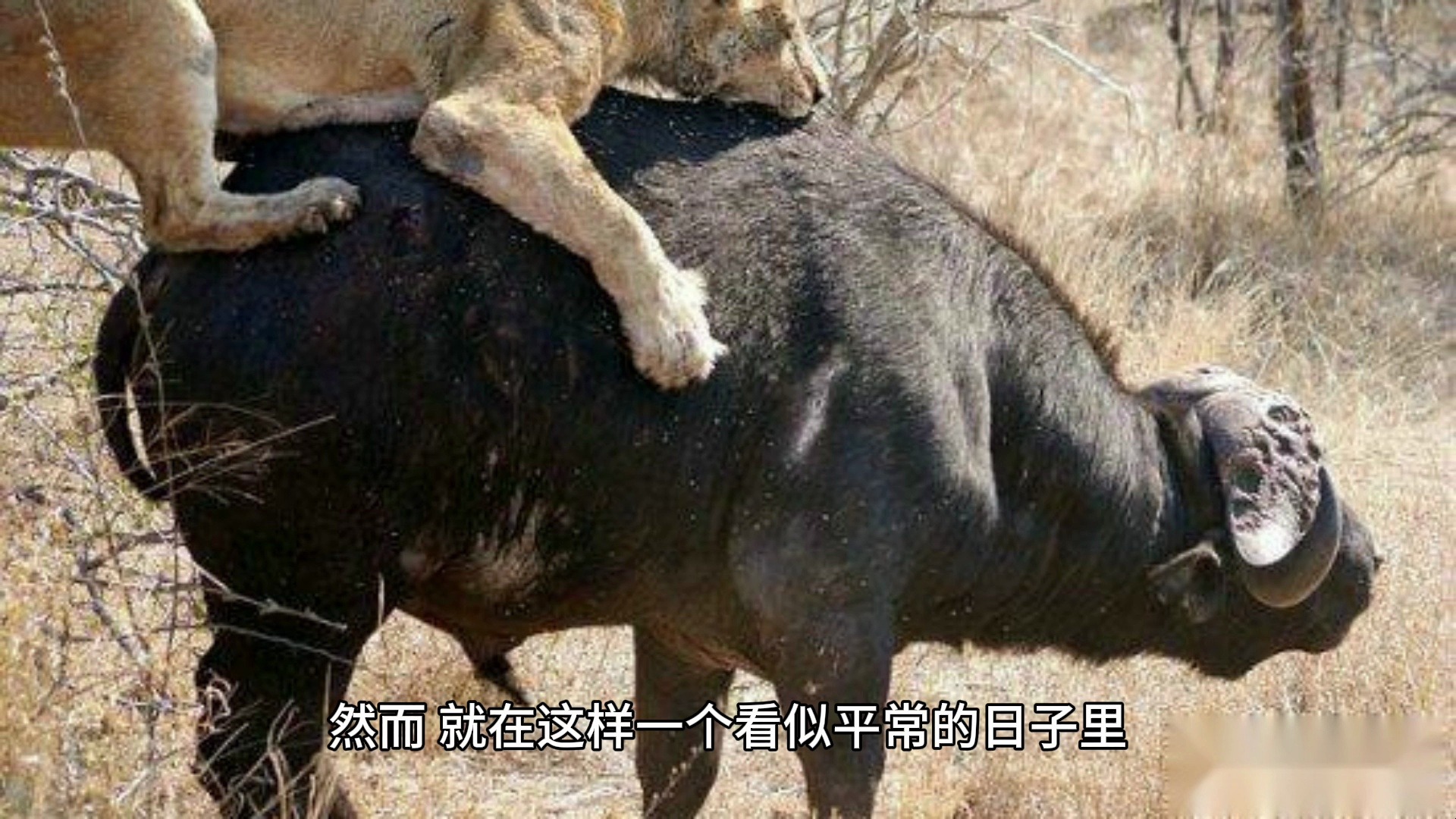 水牛杀死雄狮全过程,触目惊心,这狮子死得有尊严!