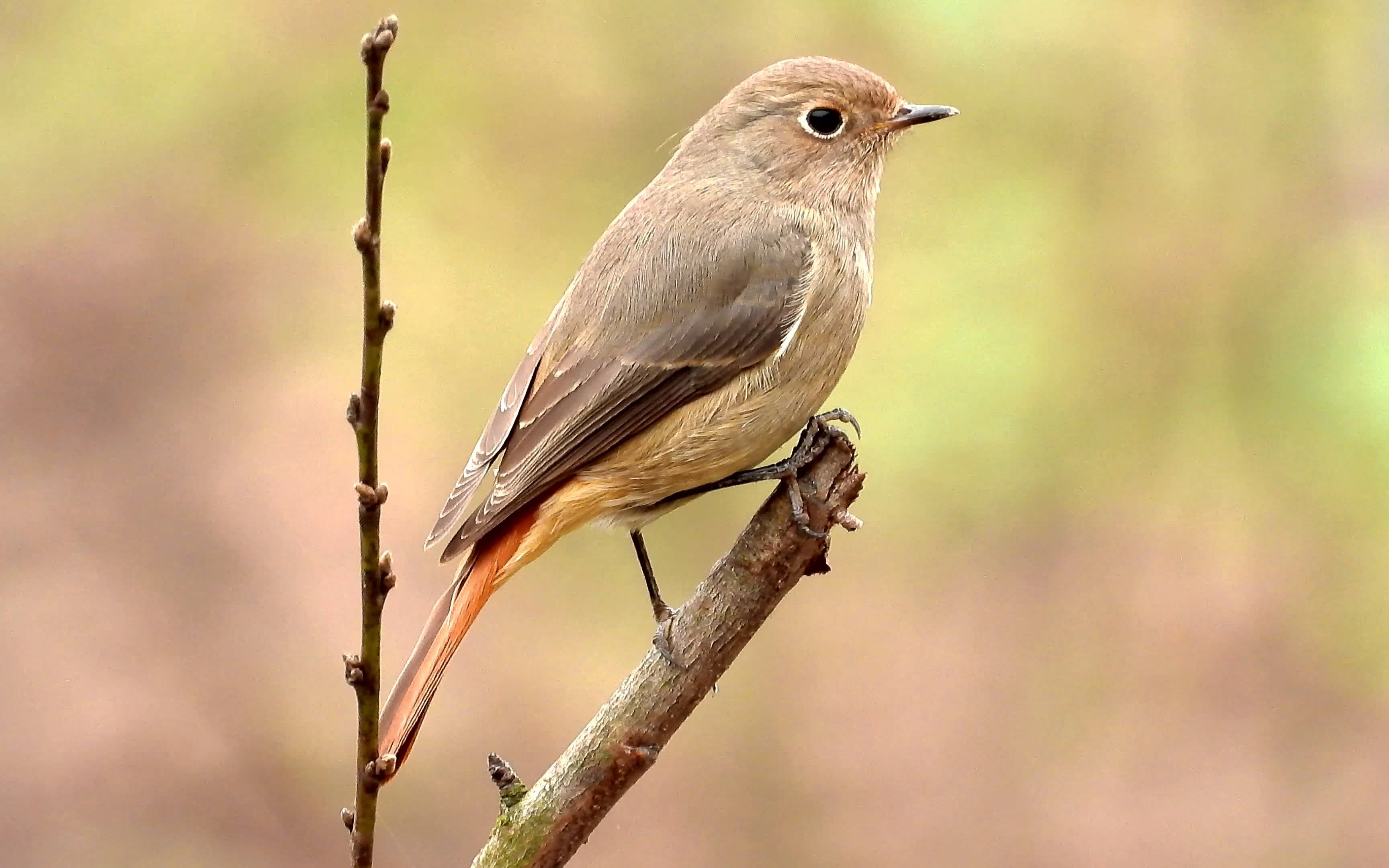 漂亮的小鸟蓝额红尾鸲,蓝额红尾鸲母鸟