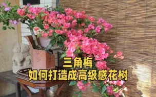 下载视频: 三角梅如何养成“高级感花树”，首先是“造型”，然后才是“养”