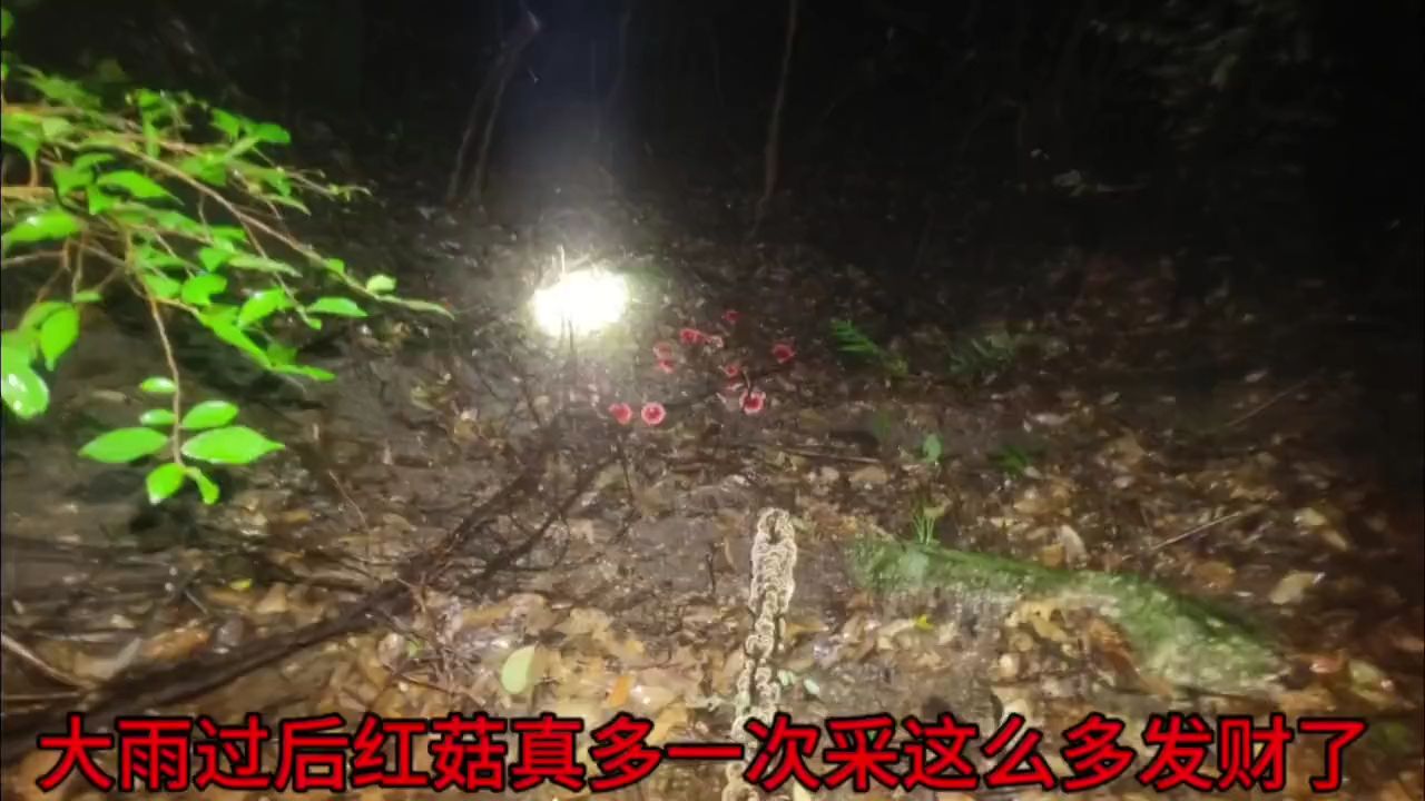 大雨过后红菇真多,阿文1个人夜间冒着雨采,山上到处都是发财了哔哩哔哩bilibili