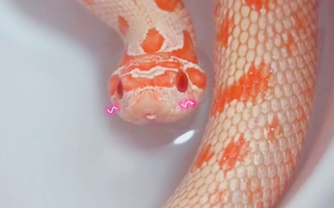 猪鼻蛇粉色图片